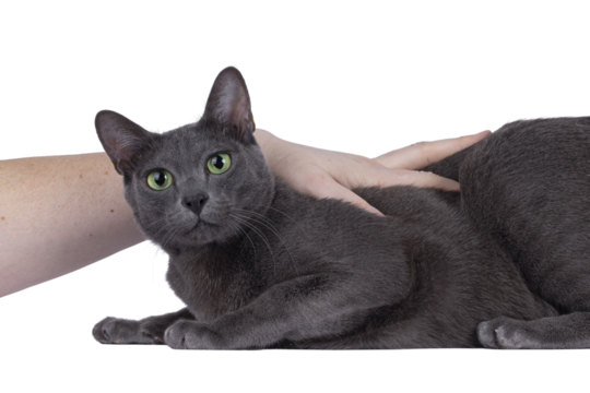 Young adult Korat cat, laying down side ways. Looking straight to camera with mesmerizing green eyes. Human hand stroking cat. Isolated cutout on a transparent background. - Powered by Adobe