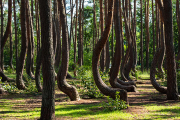 Crooked forest in Poland - The amazingly beautiful twisted trees of Poland's most unique forest