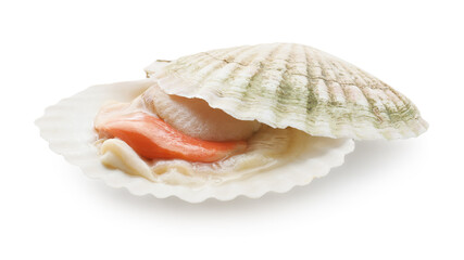 Fresh raw scallop with shell isolated on white