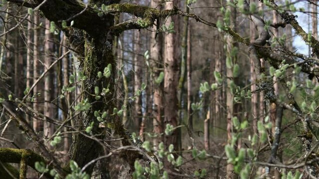 dead trees in a forest 4k 30fps video