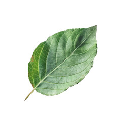 Obraz premium A close up of a leaf on a Transparent Background