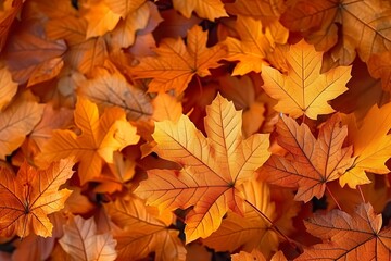 Fototapeta premium 秋の紅葉を彩る落ち葉
