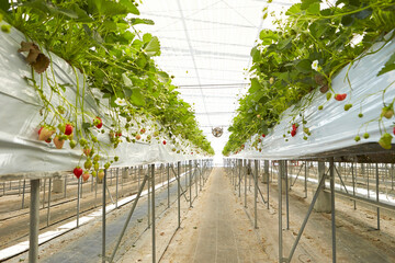 Strawberry, strawberry farm in greenhouse	