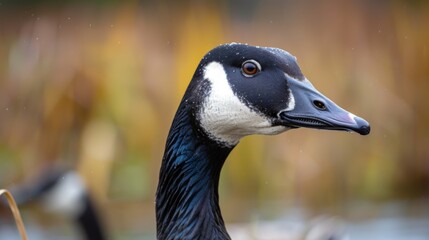 Close-up headshot of a brown and white Canada Goose with orange autumn bokeh background