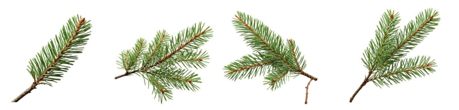 fir leaves isolated on transparent background
