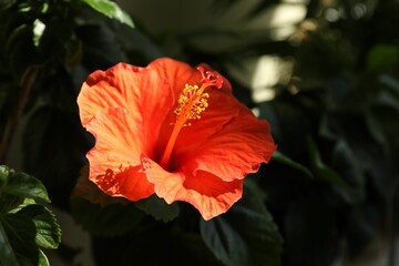Hibiscus plant with beautiful bright flower growing outdoors, closeup