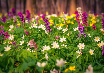 First green plants in the spring forest. Splendid morning scene of woodland glade in March with Anemone and Corydalis cava flowers. Beautiful floral background. - 780384214