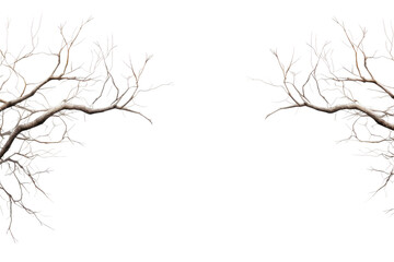 Two Bare Tree Branches in Winter. On a White or Clear Surface PNG Transparent Background.