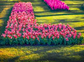 Marvelous red tulip flower blooming in Keukenhof park. Superb spring scene of Holland Botanical garden, Lisse town, Netherlands, Europe. Beautiful floral background. - 780384247