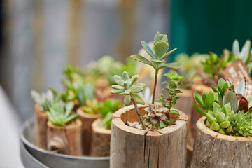 succulent plant in the park