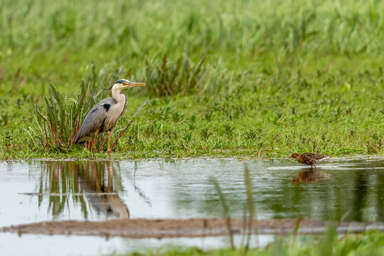 Grey heron wading in the fresh water