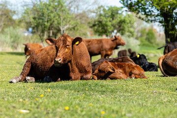Group of cows and calf on the ranch. Cattle breeding.