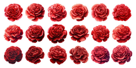 Set of watercolor illustrations of red carnation flowers