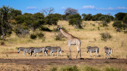 Lone giraffe with small zebra heard at a waterhole. 