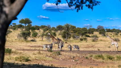 Giraffe and Zebra together at a remote waterhole. 