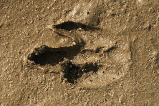 Paw bird submerged mud cast ground vision close up