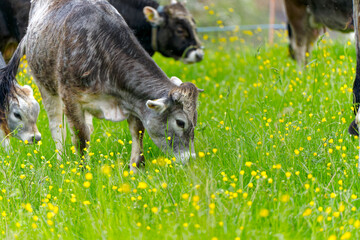 Fototapeta premium Close-up of herd of horned cows of breed named Rätisches Grauvieh on meadow at Swiss City of Zürich on a cloudy morning. Photo taken April 7th, 2024, Zurich, Switzerland.