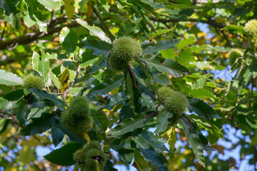 Castanea sativa ripening fruits in spiny cupules, edible hidden seed nuts hanging on tree branches, green leaves