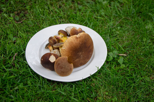 Boletus edulis and Imleia badia mushrooms forest harvest spread on white plate in the grass in daylight