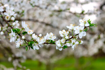 Plum branch spring blossom white flowers and fresh leaves on blurred bokeh background. Macro photo apple tree blooming small white flowerets.