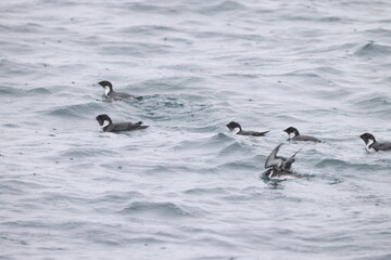 The ancient murrelet (Synthliboramphus antiquus) is a bird in the auk family.  This photo was taken in Japan.
