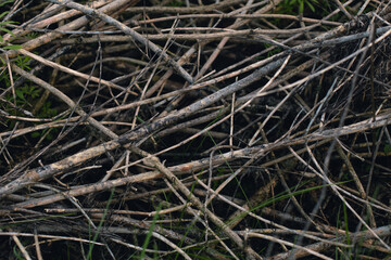 Pile of old dry branches close-up