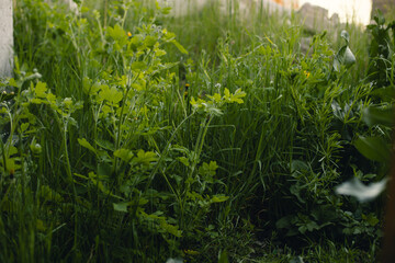 Fresh green grass with other plants close-up