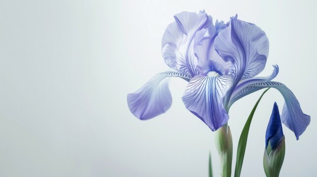 Purple iris flower in bloom displaying delicate beauty and botanical elegance with soft-focus petals