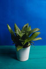 Fototapeta premium Dracaena in a white pot on a blue background