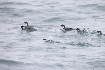 The ancient murrelet (Synthliboramphus antiquus) is a bird in the auk family.  This photo was taken in Japan.