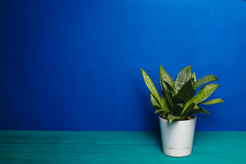 Dracaena in a white pot on a blue background