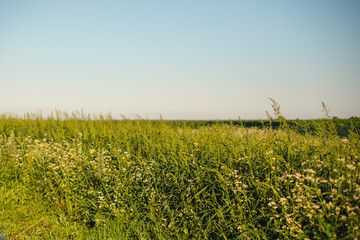 A buckwheat field blooms on a warm summer day