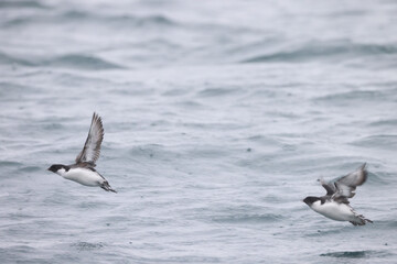 The ancient murrelet (Synthliboramphus antiquus) is a bird in the auk family.  This photo was taken in Japan.