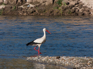white stork, Ciconia ciconia, bird, nature, animal, wildlife, sp