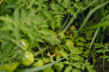 Green tomatoes in the garden close-up