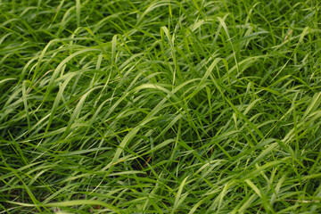 Fresh green grass in the yard