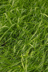 Fototapeta na wymiar Fresh green grass in the yard