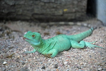 bright green agama, Physignathus cocincinus
