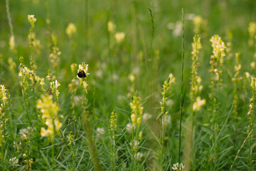 Beautiful wild flowers in green grass