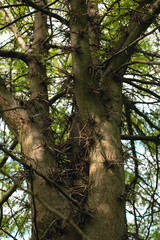 A large acacia tree with needles