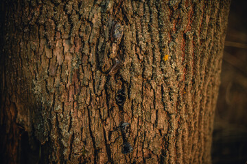 Beautiful tree bark close-up view