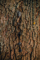 Beautiful tree bark close-up view
