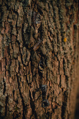 Beautiful tree bark close-up view