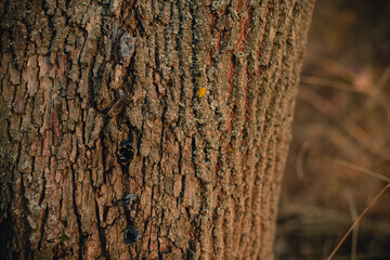Beautiful tree bark close-up view