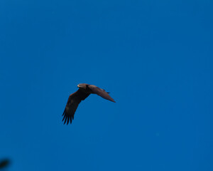 spotted eagle, claga pomarina, bird, predator, wildlife, fauna,