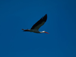 white stork, Ciconia ciconia, bird, nature, animal, wildlife, sp