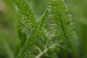Twigs of green horsetail close-up