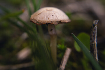 A small mushroom in the grass close-up