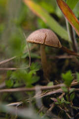 A small mushroom in the grass close-up