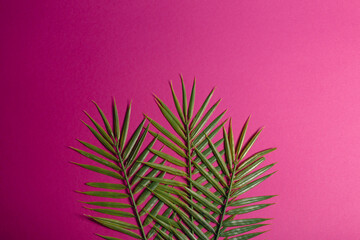 Decorative palm leaves on a beautiful background